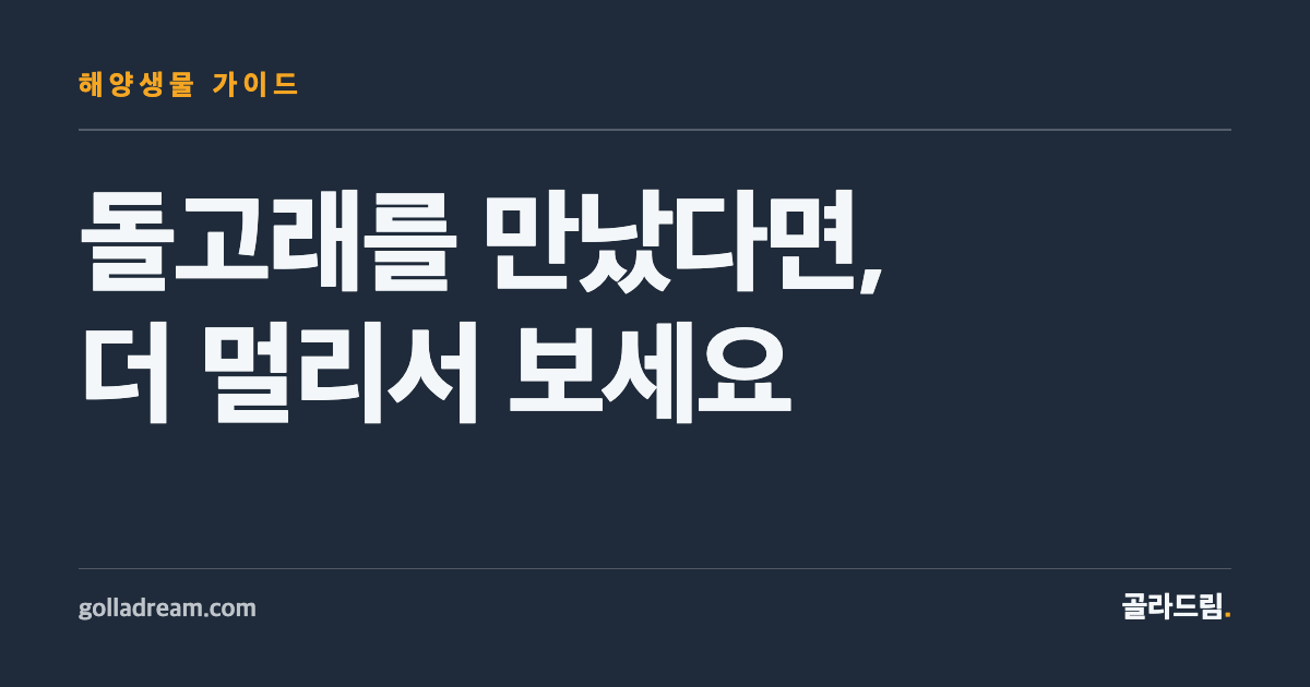 돌고래를 만나고 싶다면, 더 멀리서 더 오래 기다리세요