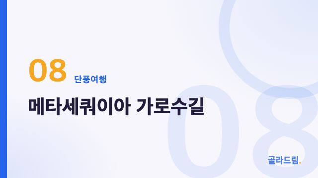 메타세쿼이아 가로수길