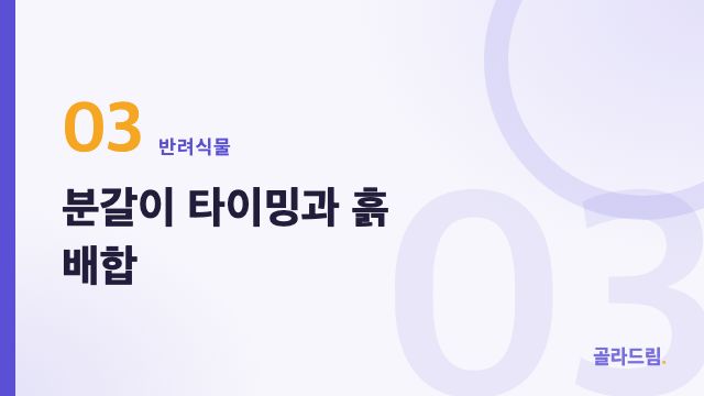 분갈이 타이밍과 흙 배합