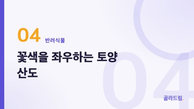 꽃색을 좌우하는 토양 산도