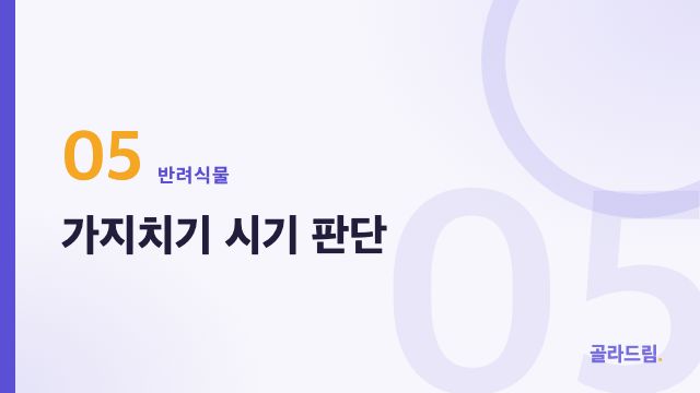 가지치기 시기 판단